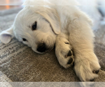 Puppy Puppy 1 English Cream Golden Retriever