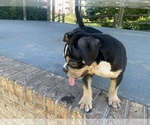 Small Photo #9 American Bully Puppy For Sale in COLLEGE PARK, MD, USA