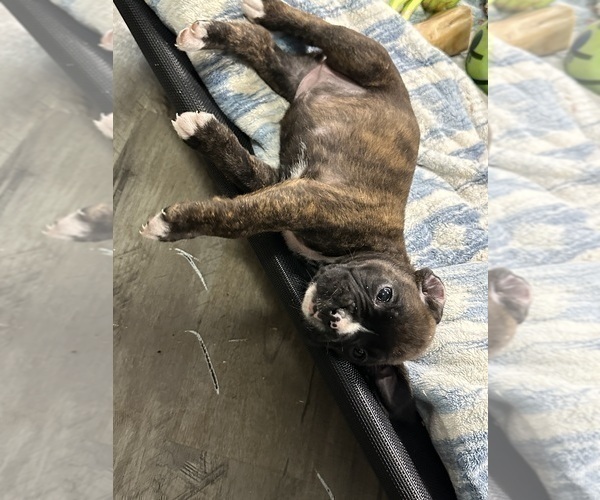 Medium Photo #9 Boxer Puppy For Sale in RALEIGH, NC, USA