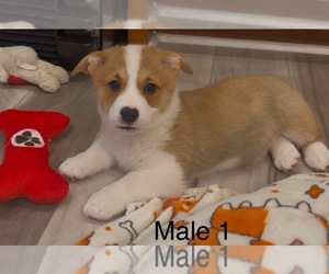 Pembroke Welsh Corgi Puppy for sale in GUTHRIE, KY, USA