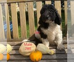 Small Photo #2 Goldendoodle-Poodle (Standard) Mix Puppy For Sale in CLARE, IL, USA