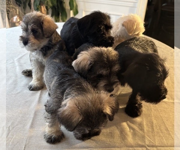 Medium Photo #1 Schnauzer (Miniature) Puppy For Sale in MURFREESBORO, TN, USA