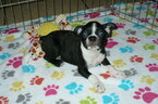 Small Photo #6 Boston Terrier Puppy For Sale in ORO VALLEY, AZ, USA