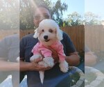 Small Photo #30 Maltipoo Puppy For Sale in BRISTOL, PA, USA