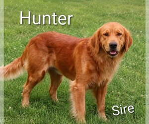 Father of the Golden Retriever puppies born on 07/15/2026