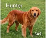 Small Photo #1 Golden Retriever Puppy For Sale in LOYAL, WI, USA