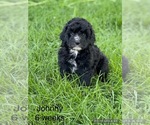 Small Photo #2 Old English Sheepdog-Poodle (Toy) Mix Puppy For Sale in WAVERLY, IA, USA