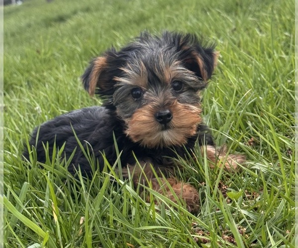 Medium Photo #2 Yorkshire Terrier Puppy For Sale in CANOGA, NY, USA