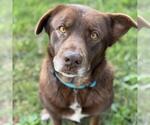 Small #2 Labrador Retriever Mix