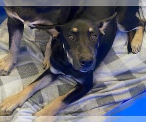 German Shepherd Dog-Unknown Mix Dogs for adoption in Orange, CA, USA