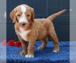 Small #1 Goldendoodle