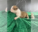 Small Photo #28 Boston Terrier Puppy For Sale in TULARE, CA, USA