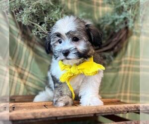 Havanese Dog for Adoption in ORO VALLEY, Arizona USA