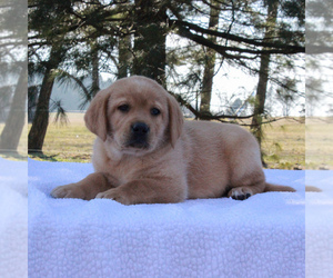 Labrador Retriever Puppy for sale in MYERSTOWN, PA, USA