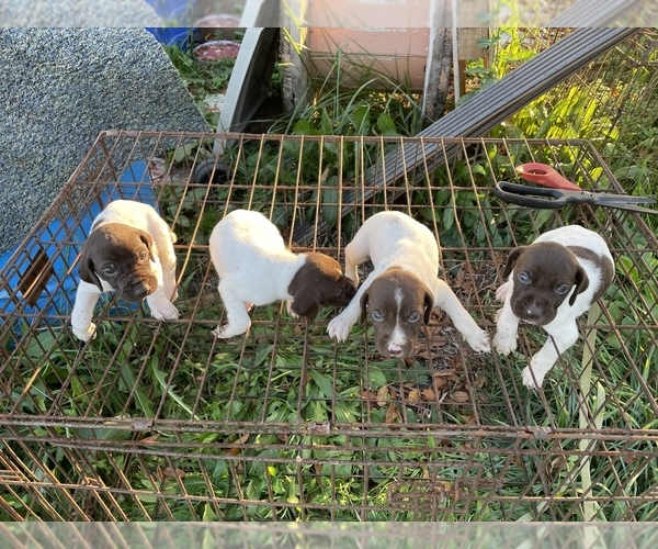 Medium Photo #2 German Shorthaired Pointer Puppy For Sale in BRISTOL, TN, USA