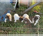 Small Photo #2 German Shorthaired Pointer Puppy For Sale in BRISTOL, TN, USA