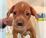 Small Photo #2 Chihuahua-Unknown Mix Puppy For Sale in Washington, DC, USA
