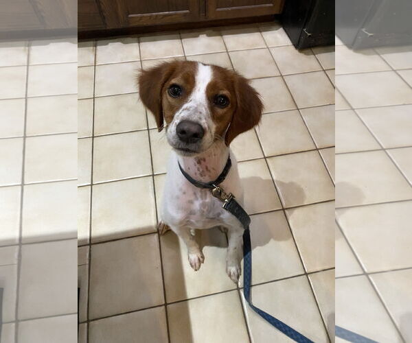 Medium Photo #2 - Mix Puppy For Sale in Curwensville, PA, USA