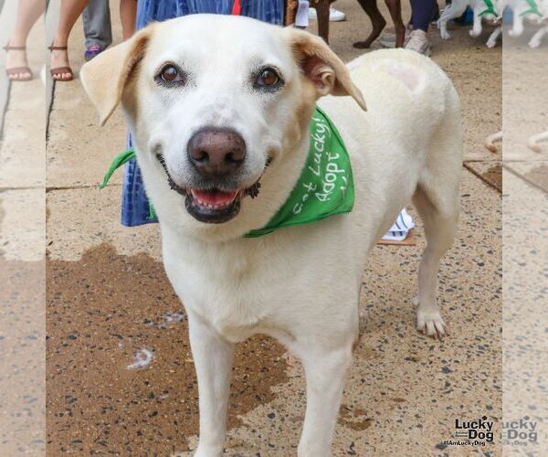 Medium Photo #4 Labrador Retriever-Unknown Mix Puppy For Sale in Washington, DC, USA