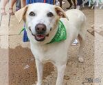 Small #3 Labrador Retriever Mix