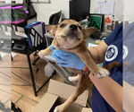 Small #34 Boston Terrier Mix