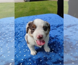 Miniature American Shepherd Puppy for sale in MONTGOMERY CITY, MO, USA