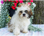Small #5 Shih Tzu