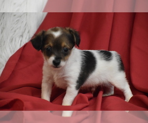Yorkipoo Puppy for sale in ELDORADO, OH, USA
