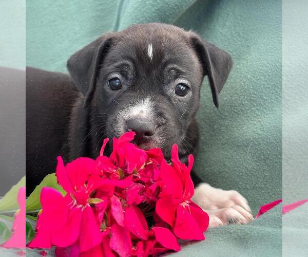 Medium Photo #3 Colonial Cocker Spaniel-Unknown Mix Puppy For Sale in San Diego, CA, USA