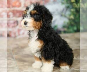 Miniature Bernedoodle Puppy for sale in DALTON, OH, USA