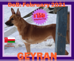 Small #3 German Shepherd Dog-Saluki Mix
