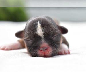 Shih Tzu Puppy for sale in PALM COAST, FL, USA