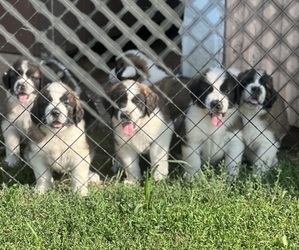 Saint Bernard Puppy for sale in BELMONT, WI, USA