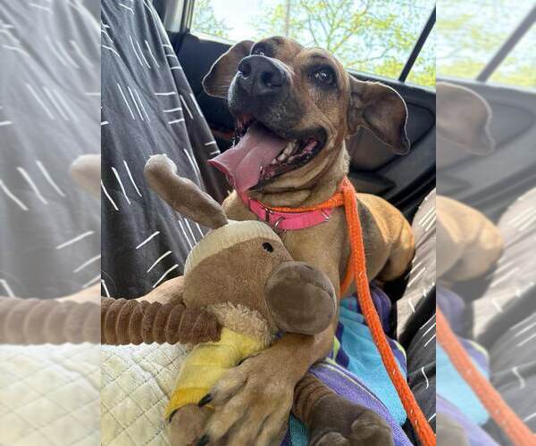 Medium Photo #8 Mutt Puppy For Sale in Kennesaw, GA, USA