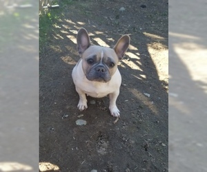 Medium French Bulldog