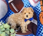 Small Photo #10 Maltipoo Puppy For Sale in LEOLA, PA, USA