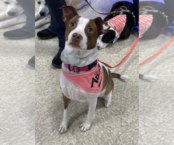 Medium Photo #1 Jack Russell Terrier-Unknown Mix Puppy For Sale in Germantown, OH, USA
