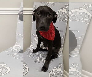 Jack Russell Terrier-Labrador Retriever Mix Dogs for adoption in Magnolia Springs, AL, USA