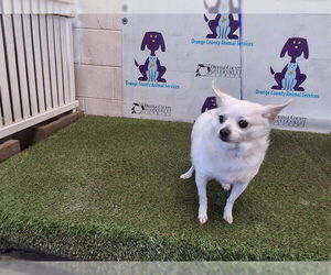 Chihuahua Dogs for adoption in Orlando, FL, USA