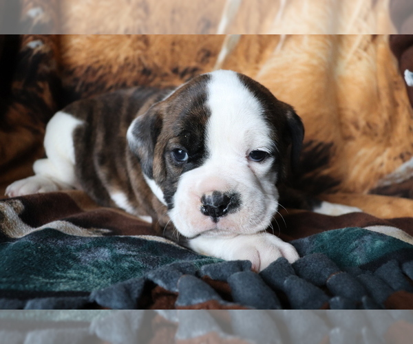 Medium Photo #4 Olde English Bulldogge Puppy For Sale in SHILOH, OH, USA