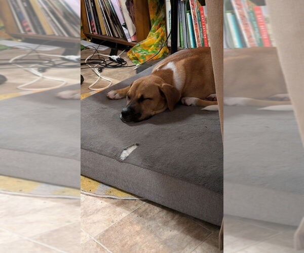 Medium Photo #2 Boxer Puppy For Sale in Austin, TX, USA