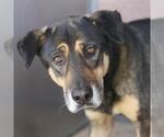 BEAR - Male Rottweiler-Unknown Mix Dog for Adoption - Small photo