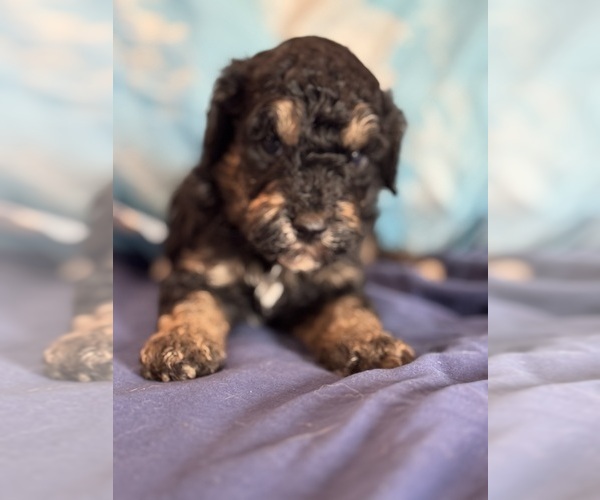 Medium Photo #5 Bernedoodle (Miniature) Puppy For Sale in LONGMONT, CO, USA