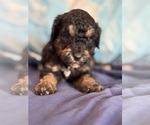 Theodore - Male Bernedoodle (Miniature) Puppy for Sale - Photo #5