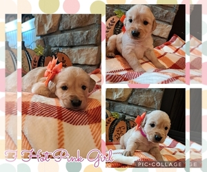 Medium Golden Retriever