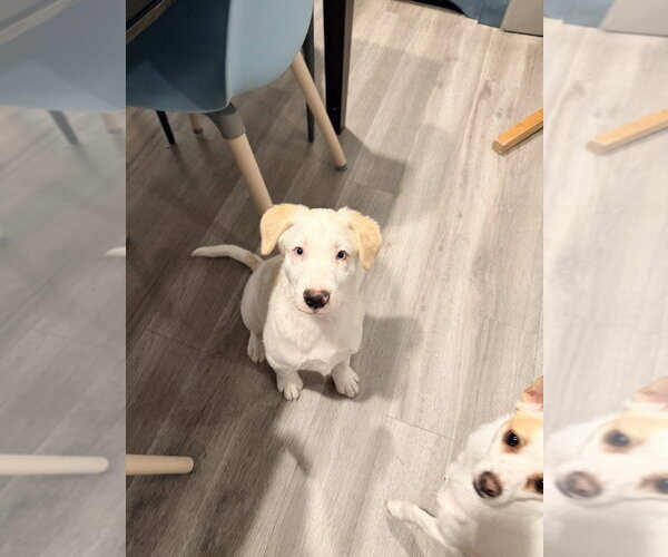 Medium Photo #3 Great Pyrenees-Unknown Mix Puppy For Sale in Dana Point, CA, USA