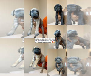 Cane Corso Puppy for sale in BUFORD, GA, USA