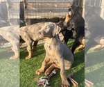 Small #27 Doberman Pinscher