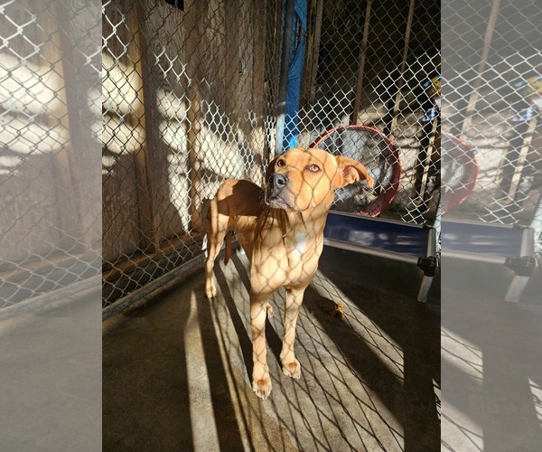 Medium Photo #3 Boxador Puppy For Sale in El Centro, CA, USA