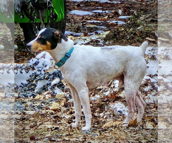 Medium Photo #4 Rat Terrier-Unknown Mix Puppy For Sale in Atlanta, GA, USA